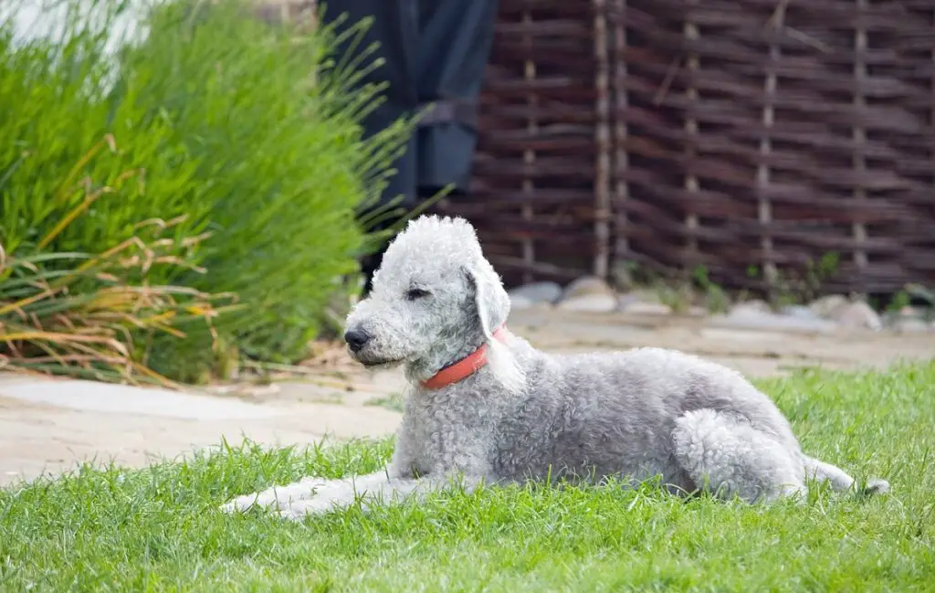 cani ipoallergenici di piccola taglia
