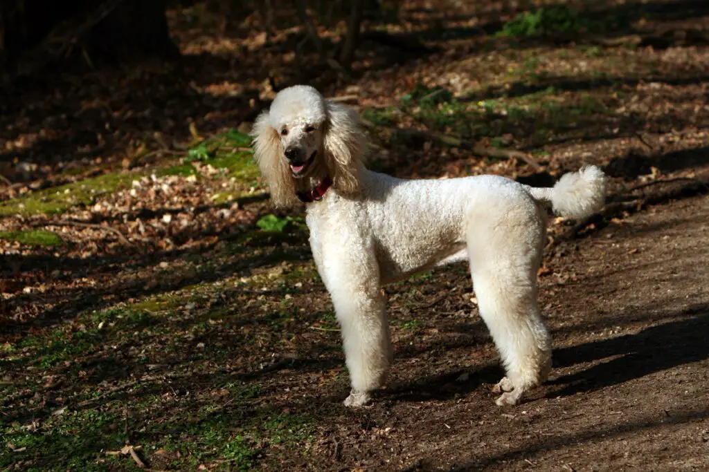 cani di piccola taglia media
