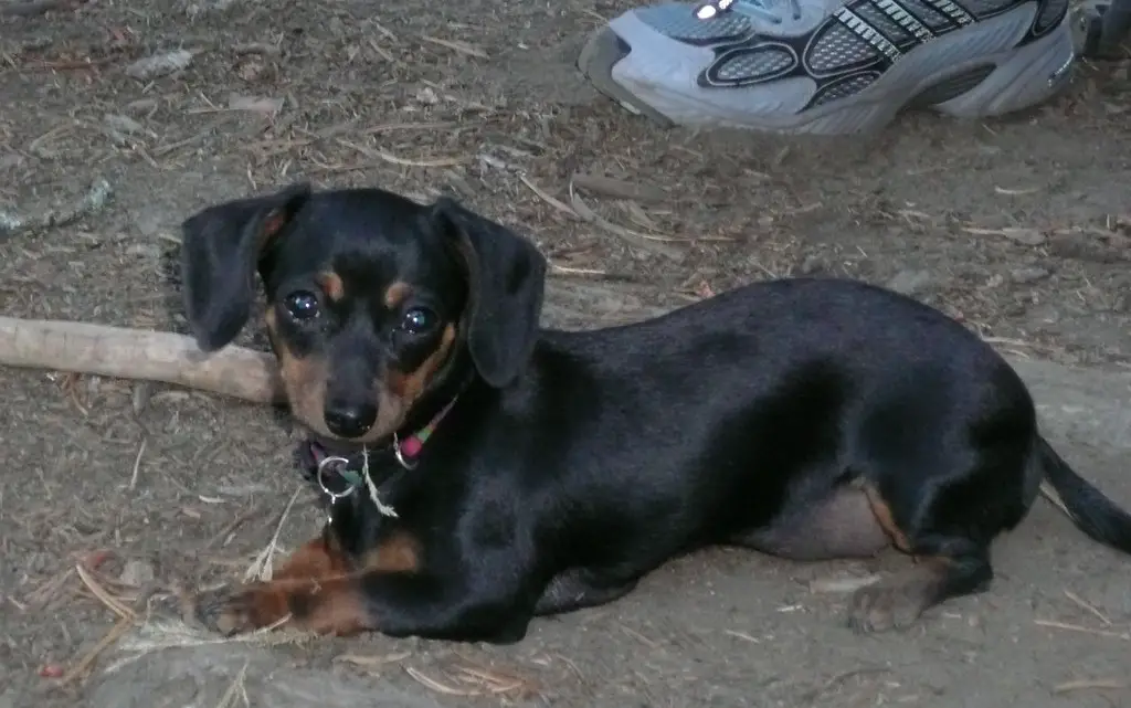 piccoli cani di razza mista
