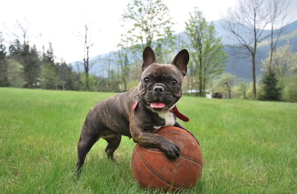 razze di cani di piccola taglia a pelo corto
