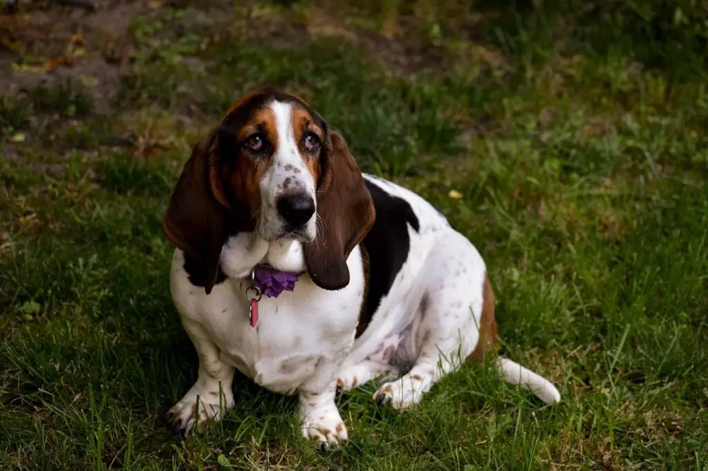 razze di cani di piccola e media taglia
