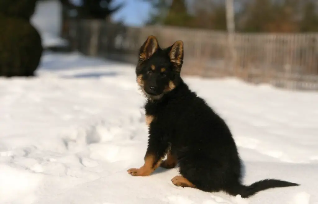 razze di cani di piccola e media taglia
