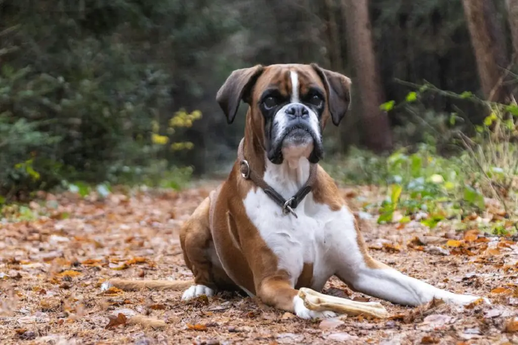 cani di piccola e media taglia
