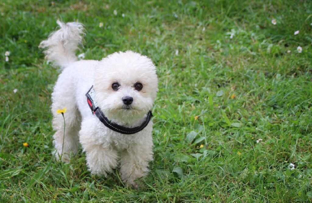 piccolo cane bianco
