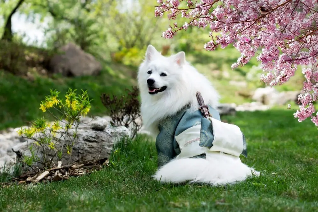 piccolo cane bianco e soffice
