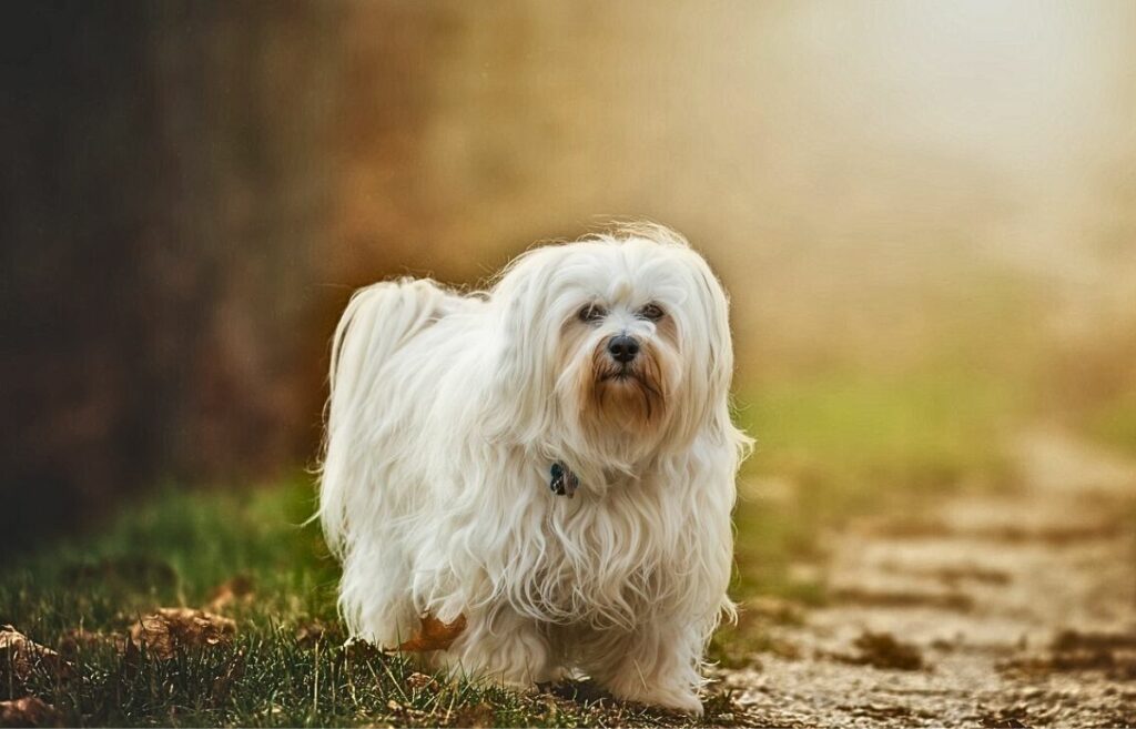 piccole razze di cani bianchi e soffici