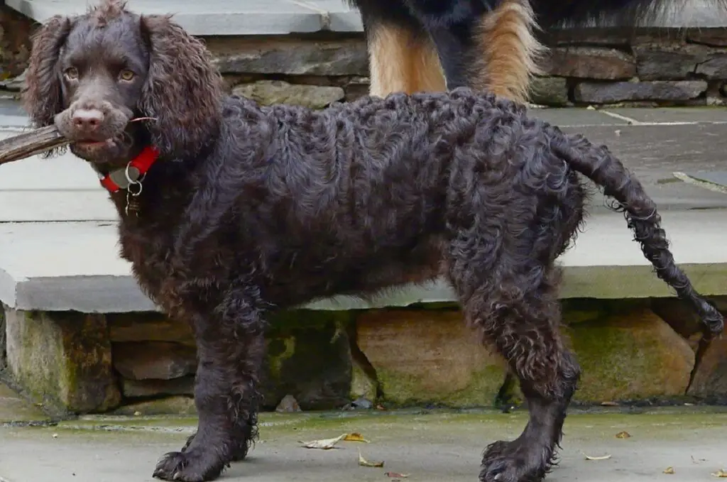 razze spaniel
