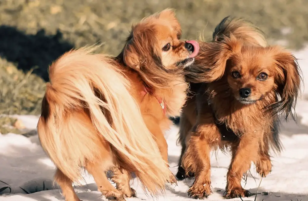 cuccioli di spaniel
