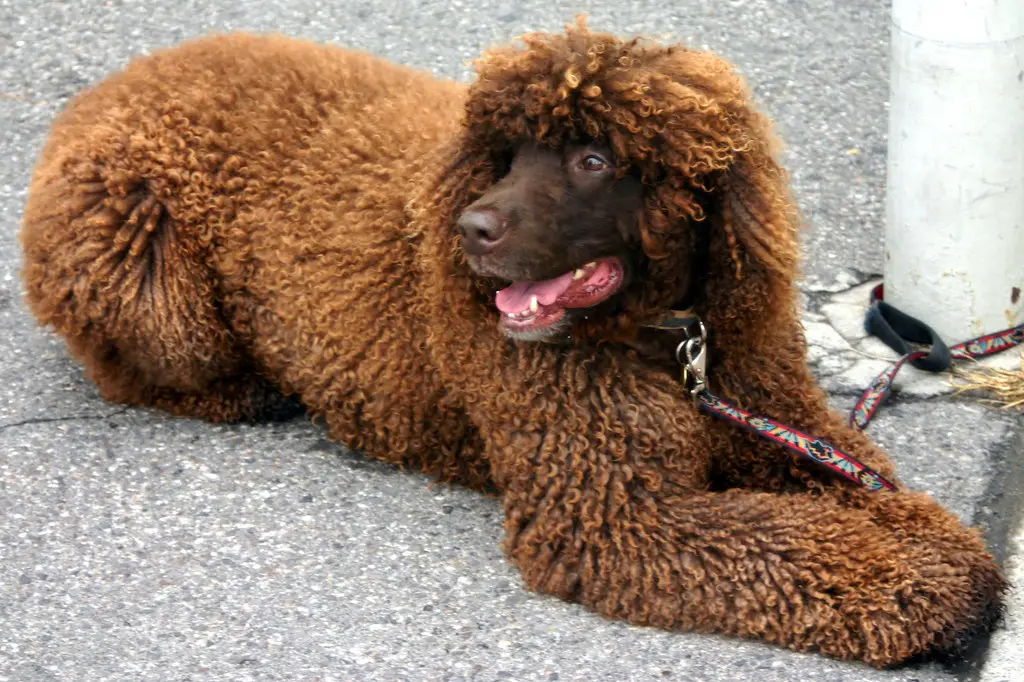 tipi di spaniel
