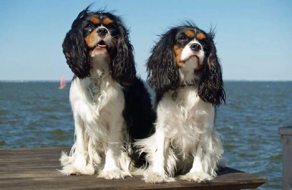 spaniel di razza giocattolo