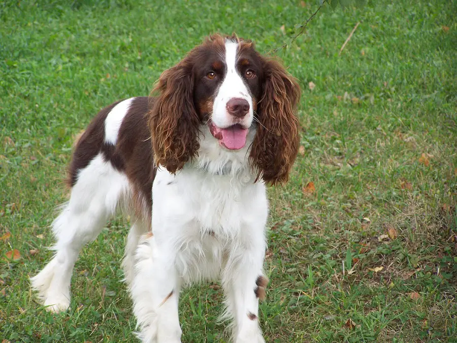 Elenco delle razze spaniel
