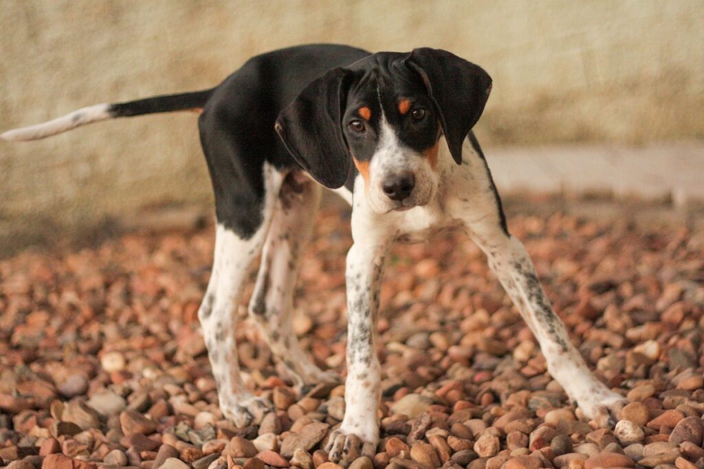 razze di cani più strane
