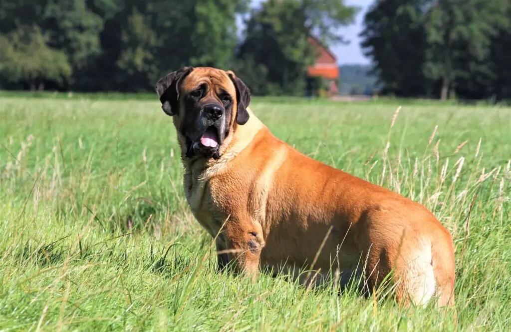 razze di cani più stupide
