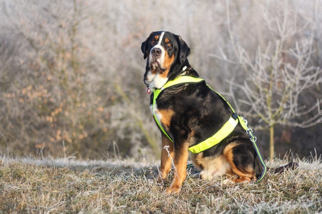 Razze di cani da montagna svizzeri
