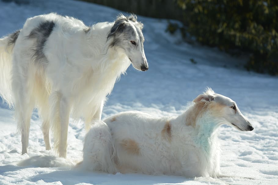 cane da caccia alto
