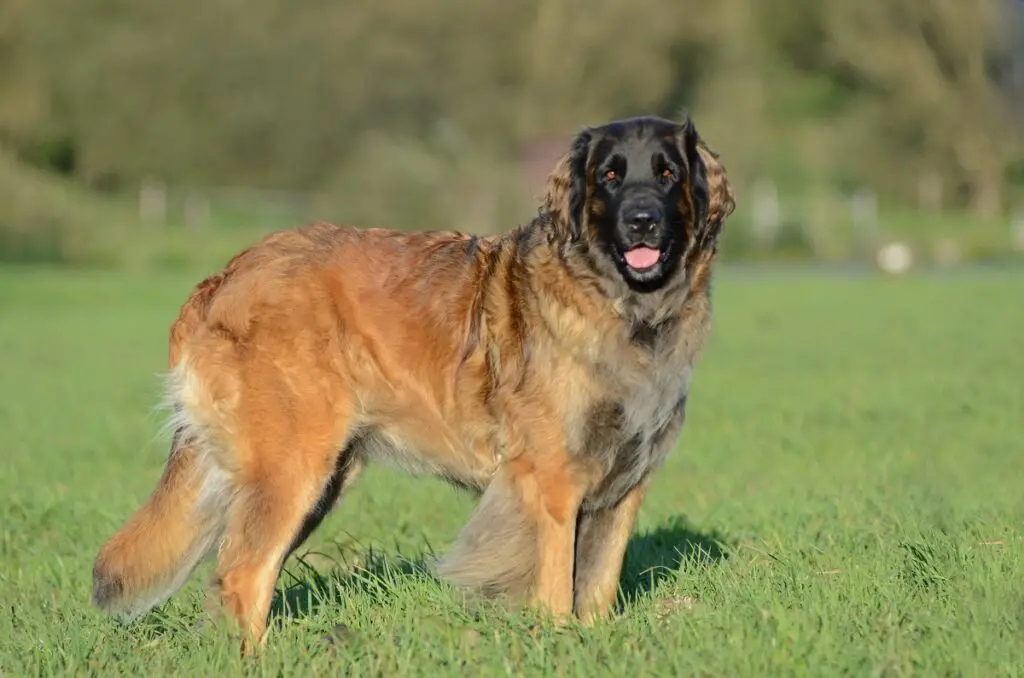 razza di cane più alta del mondo
