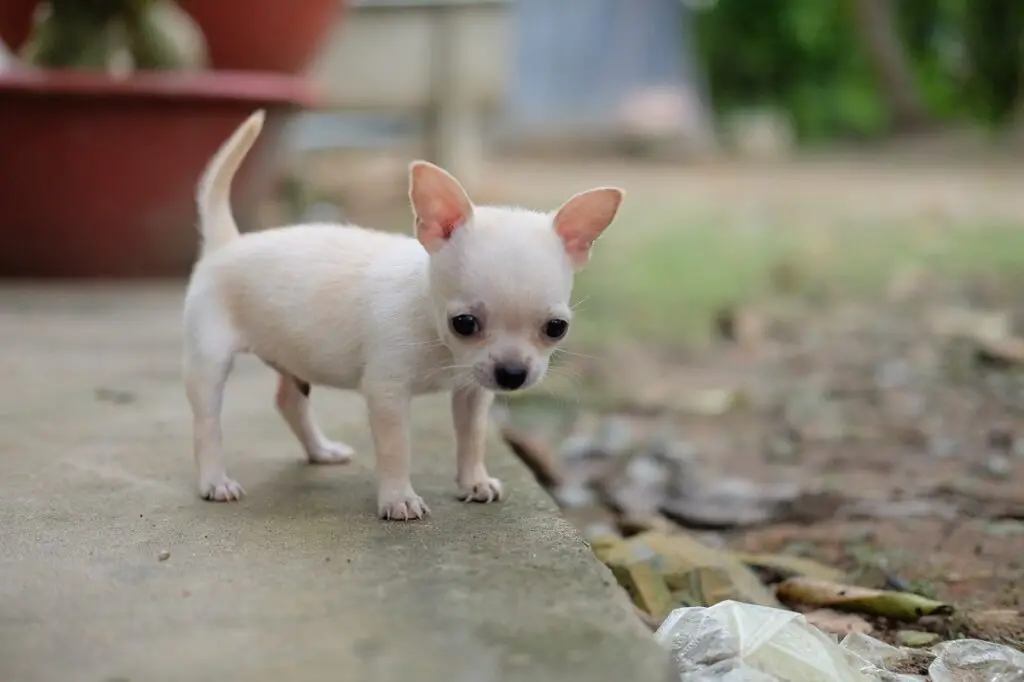 cuccioli di tazza da tè
