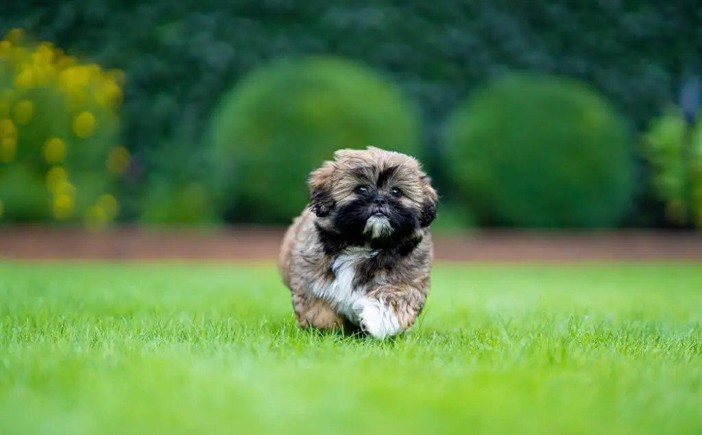 tazza da tè piccoli cani soffici
