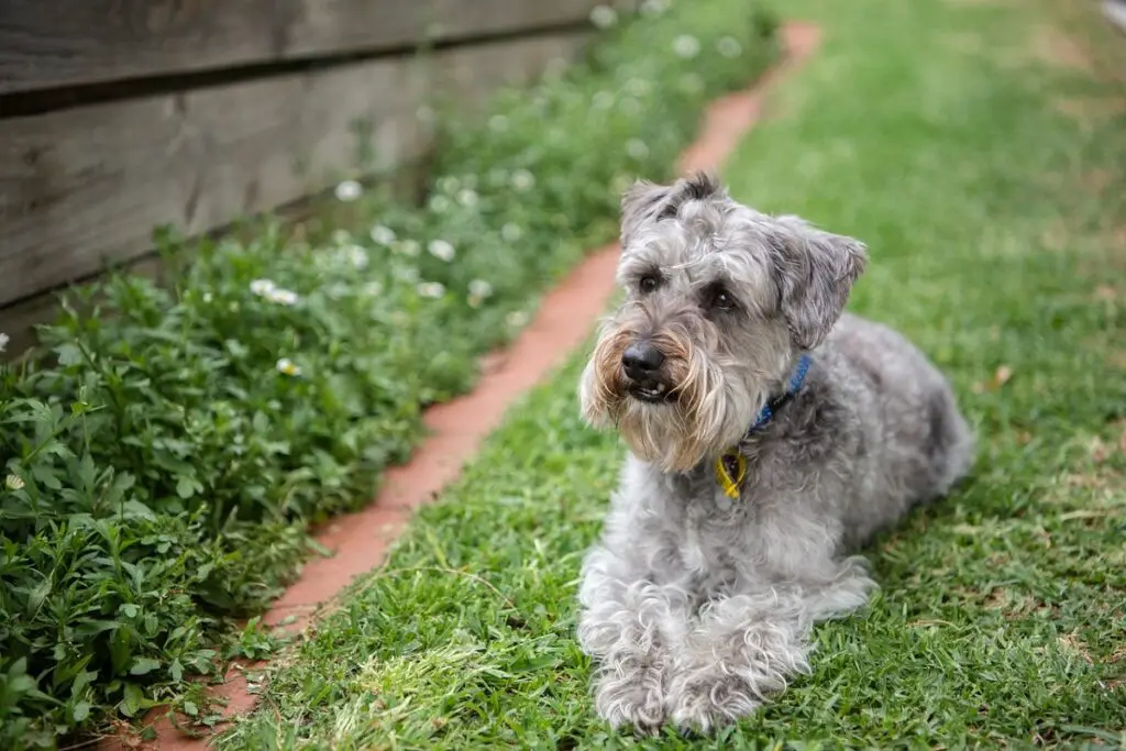 cane orsacchiotto completamente cresciuto
