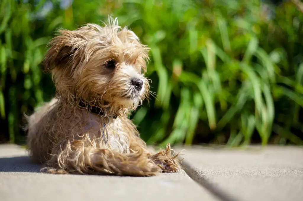 cuccioli di orsacchiotto
