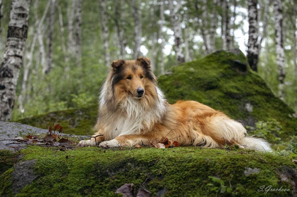 il cane più bello del mondo