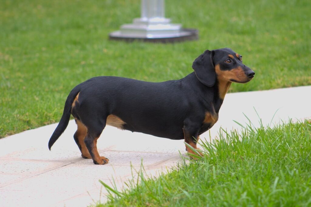 il cane più fedele
