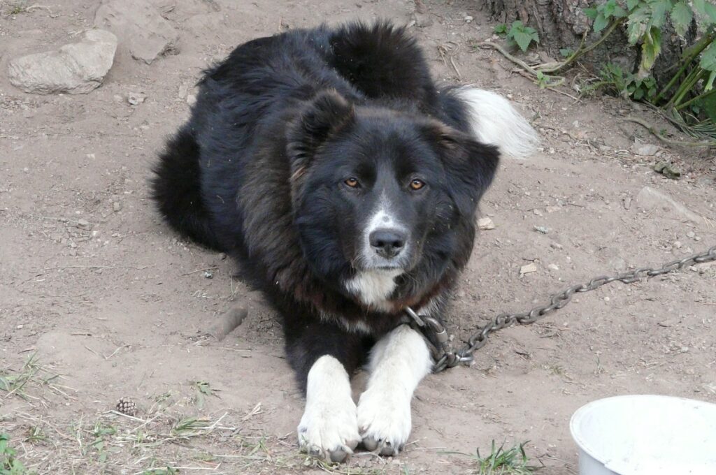 il cane da montagna
