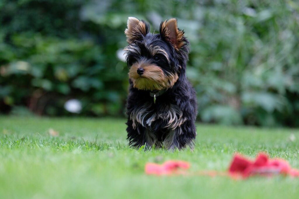 il cane più carino del mondo
