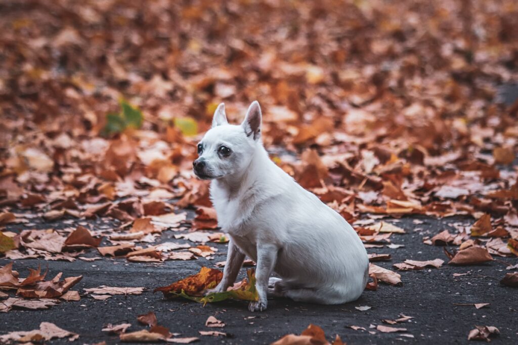 piccole razze di cani bianchi
