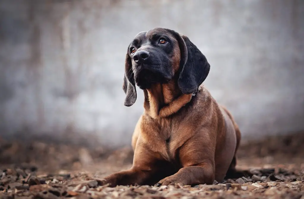 i 10 cani più stupidi
