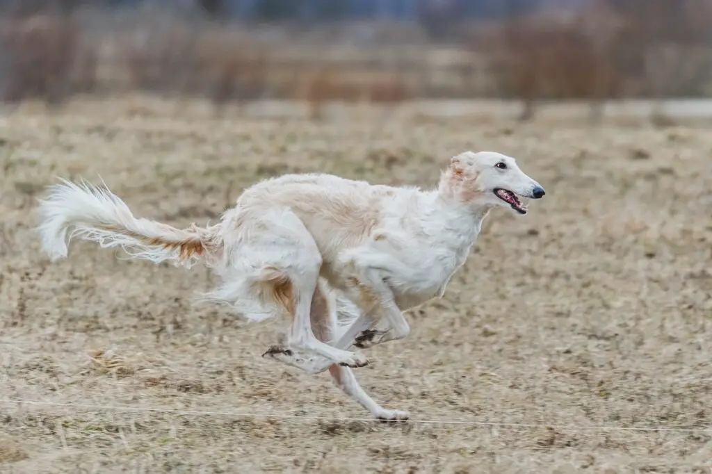 le 10 migliori razze di cani più veloci
