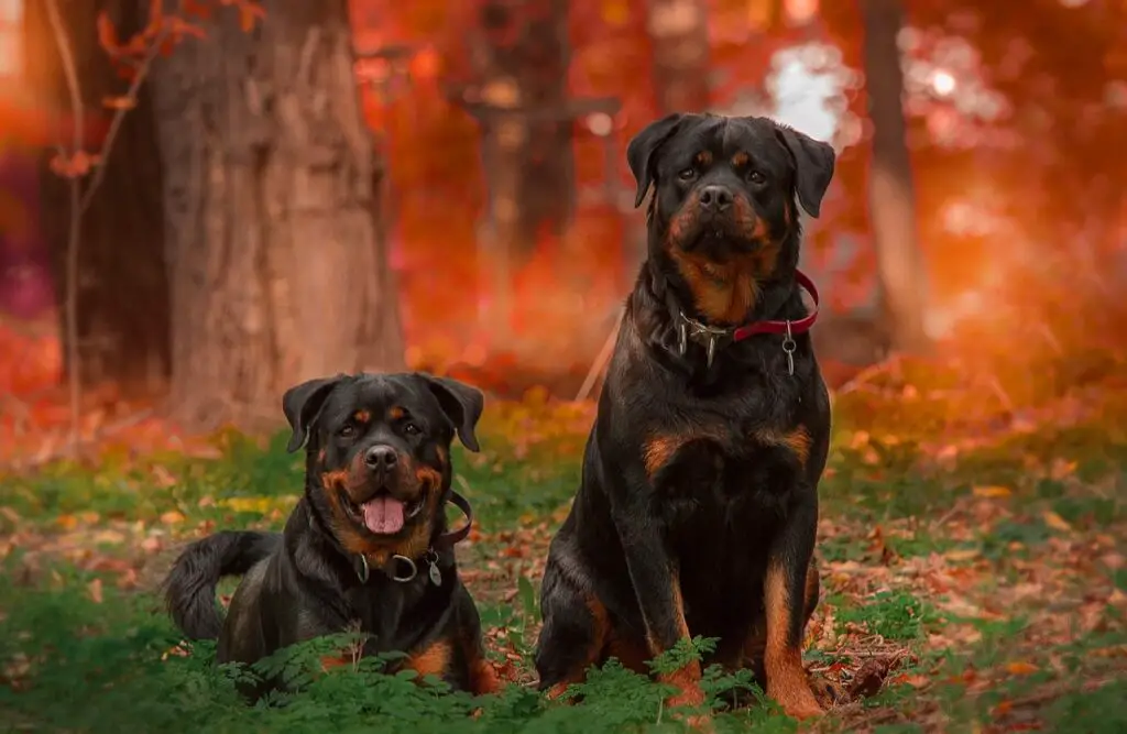 le 10 migliori razze di cani militari
