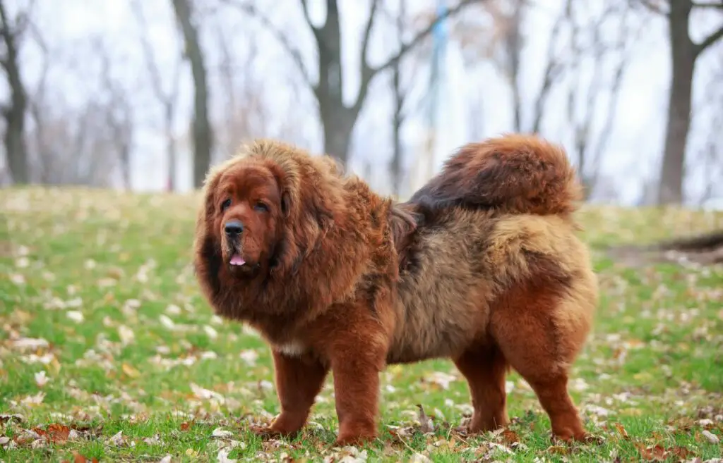 i 10 cani più spaventosi del mondo
