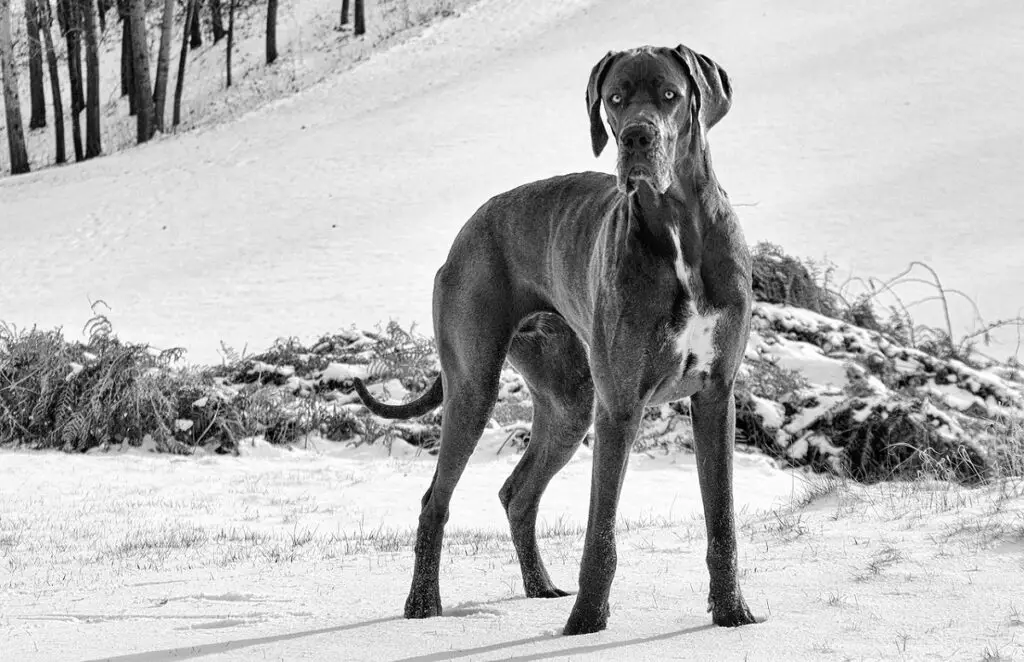 razze di cani più difficili
