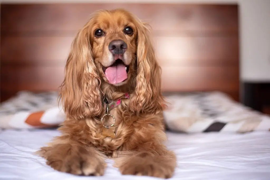 tipi di cocker spaniel
