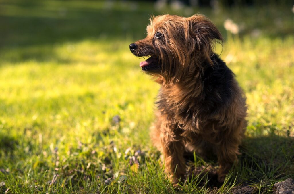 tipi di cani scarabocchiati
