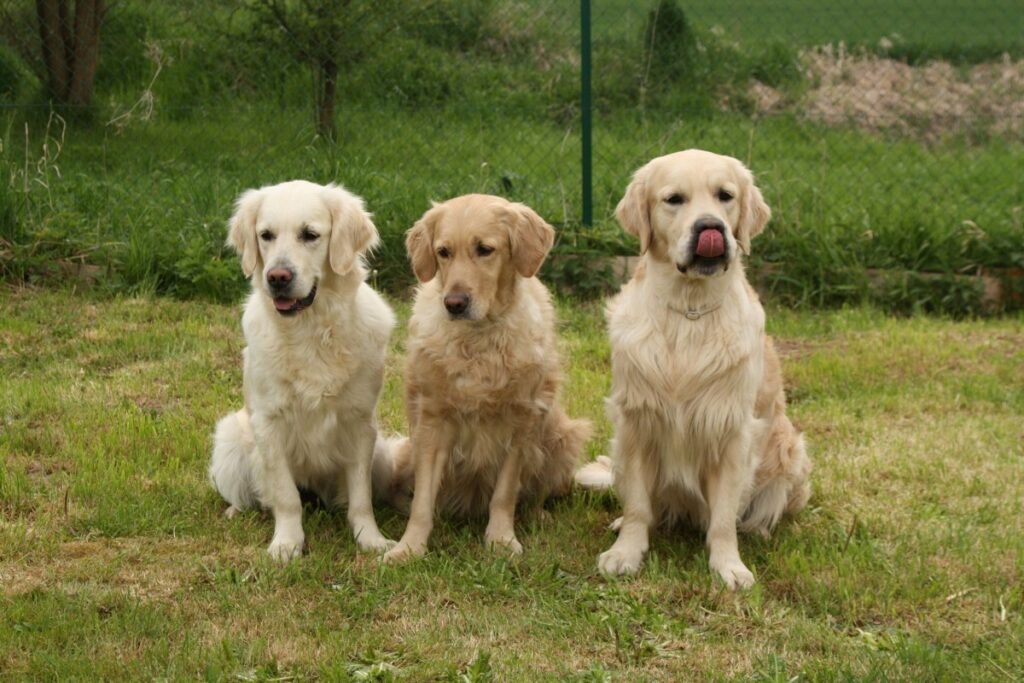 tipi di golden retriever
