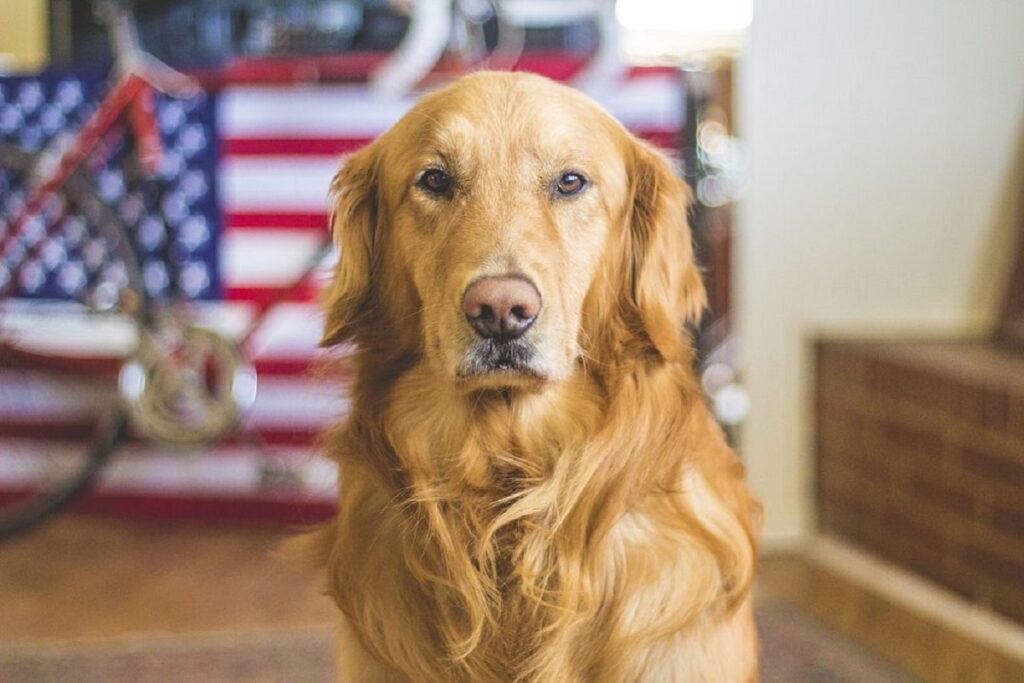 tipi di golden retriever
