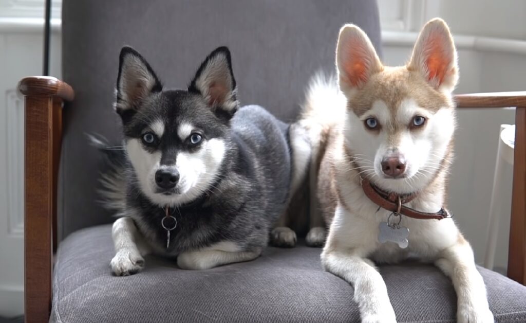 tipi di cani husky
