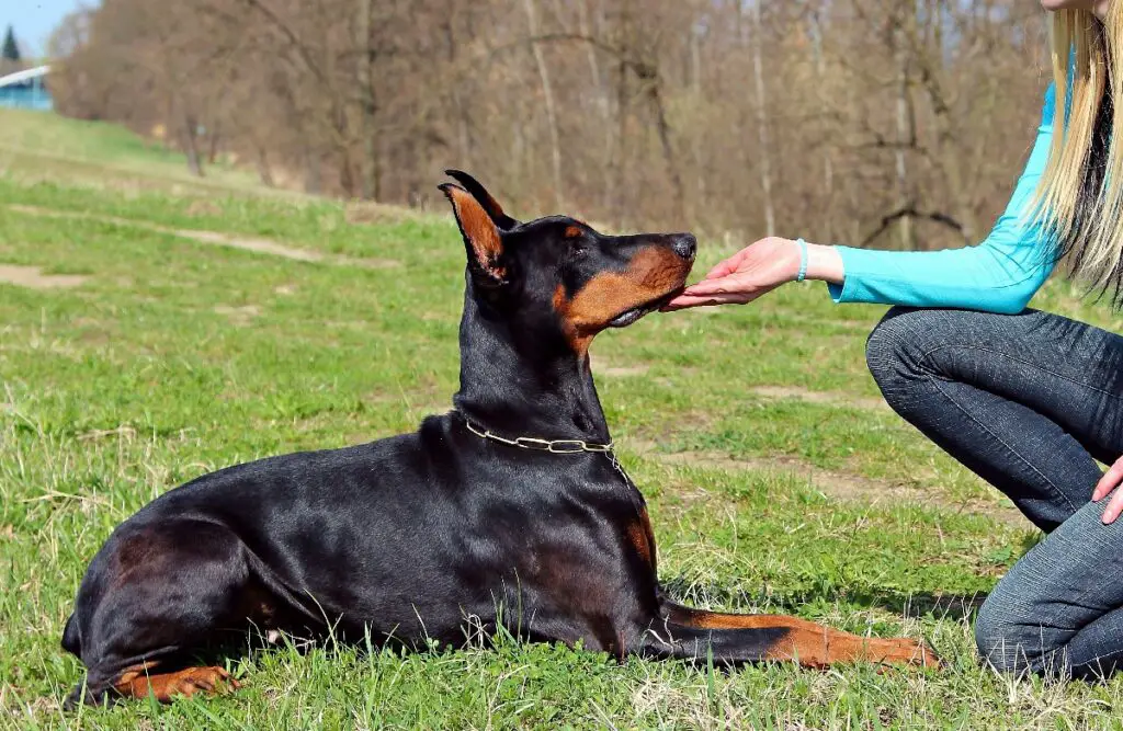 tipologie di cani guida
