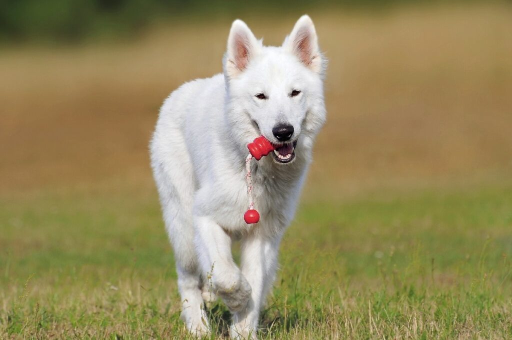 tipi di cani da pastore