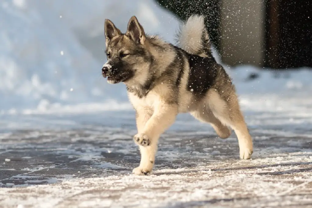 tipi di husky siberiani
