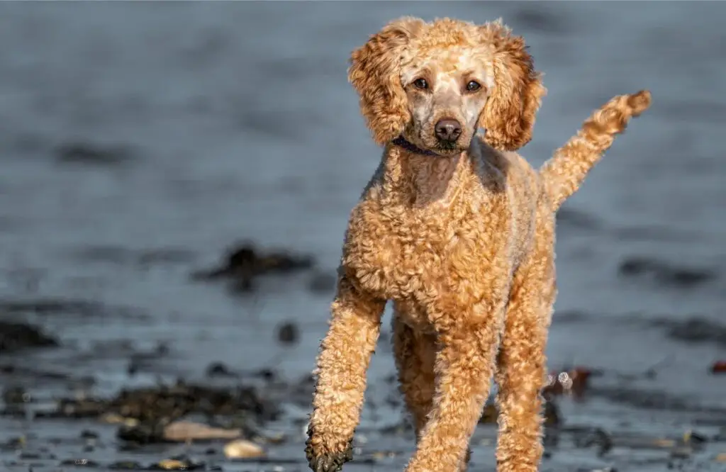 razze di cani da acqua
