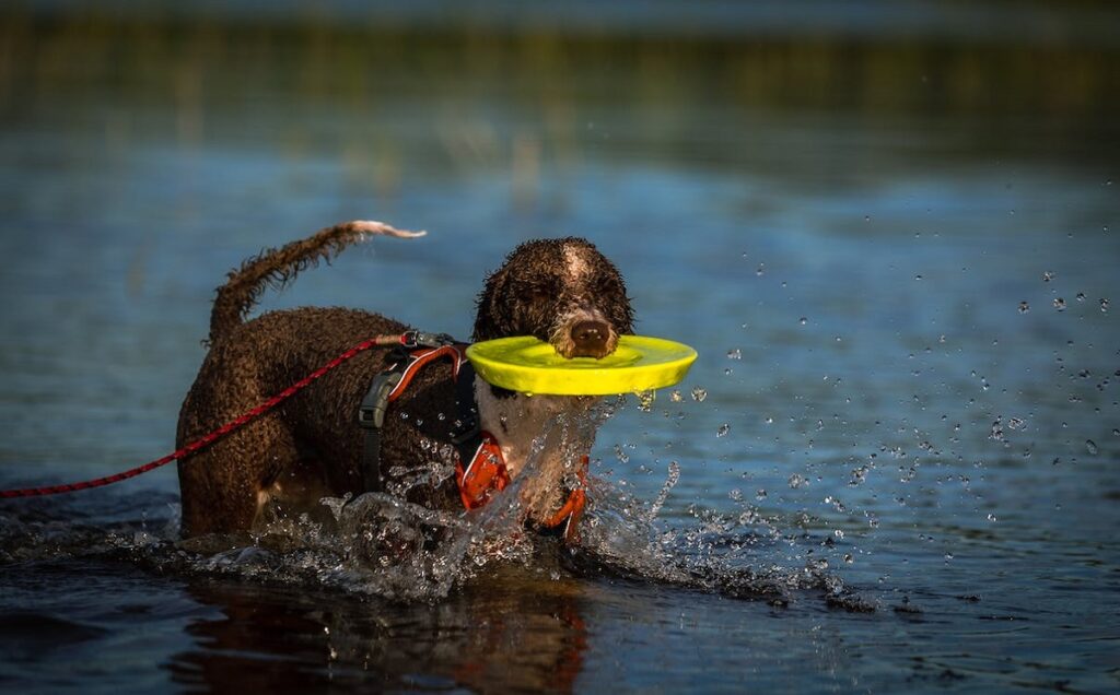 Cani da acqua