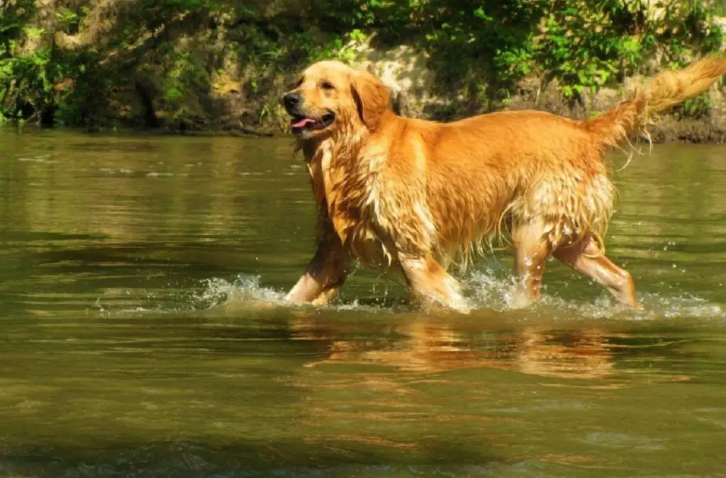 cani da acqua
