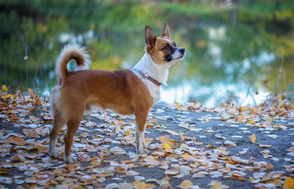 nomi di razze di cani più strani
