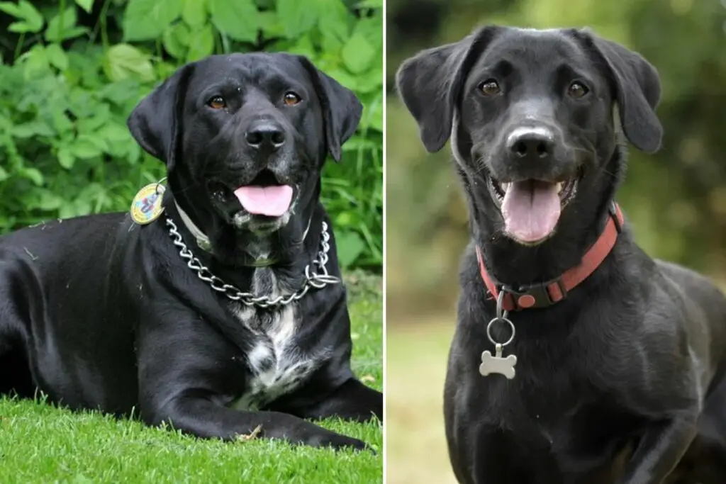 quali sono i diversi tipi di labrador retriever