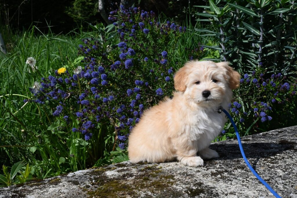 quali sono le razze di cani più sane
