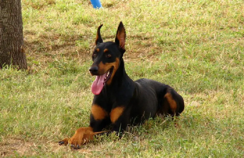 la razza canina più aggressiva
