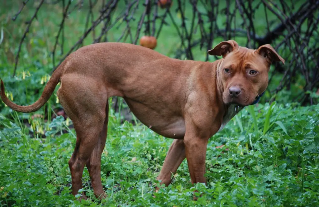 i migliori cani aggressivi
